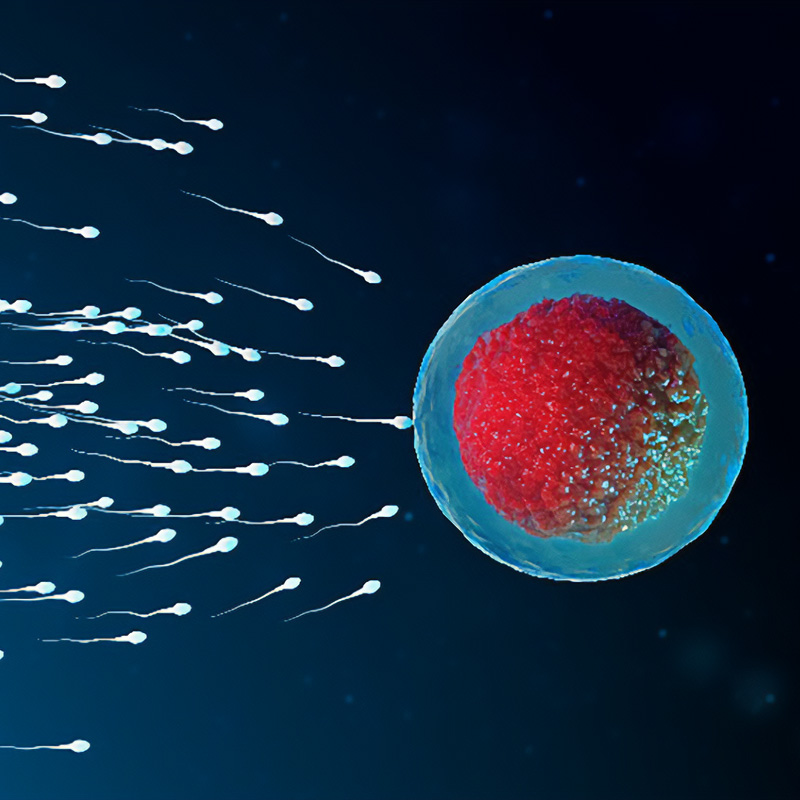 Eine Eizelle umgeben von vielen Spermien